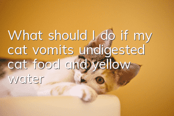 What should I do if my cat vomits undigested cat food and yellow water?