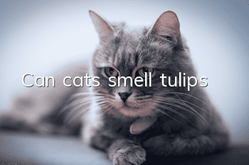 Can cats smell tulips?