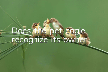 Does the pet eagle recognize its owner?