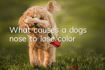 What causes a dog’s nose to lose color?
