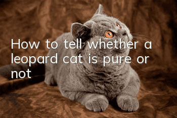 How to tell whether a leopard cat is pure or not