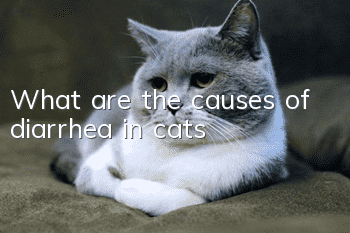 What are the causes of diarrhea in cats?