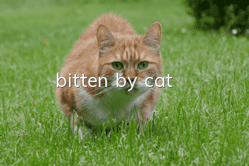 bitten by cat