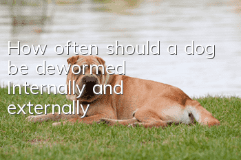 How often should a dog be dewormed? Internally and externally