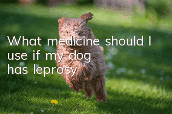 What medicine should I use if my dog ​​has leprosy?