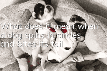 What does it mean when a dog spins in circles and bites its tail?
