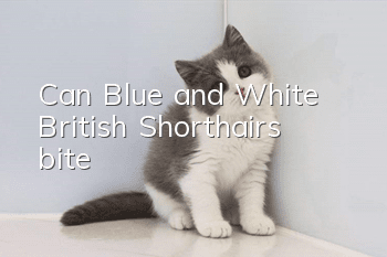 Can Blue and White British Shorthairs bite?