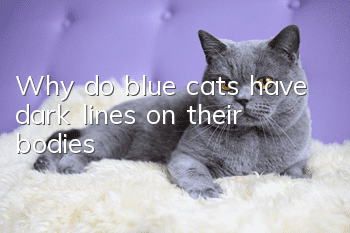 Why do blue cats have dark lines on their bodies?