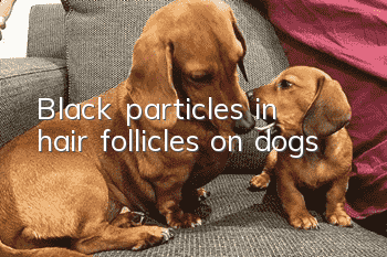 Black particles in hair follicles on dogs