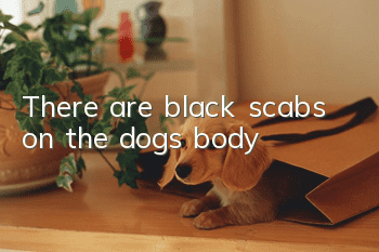 There are black scabs on the dog's body