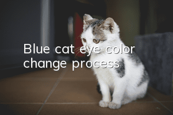 Blue cat eye color change process