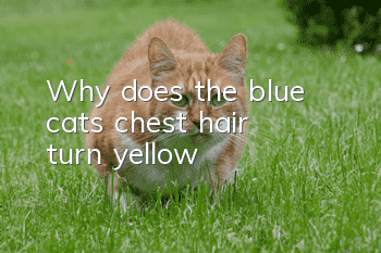 Why does the blue cat’s chest hair turn yellow?