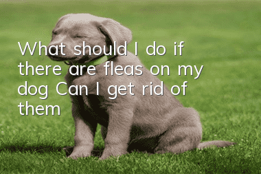What should I do if there are fleas on my dog? Can I get rid of them?