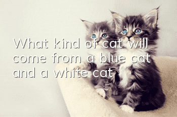 What kind of cat will come from a blue cat and a white cat?