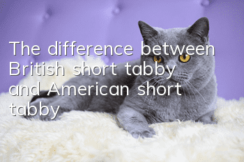 The difference between British short tabby and American short tabby