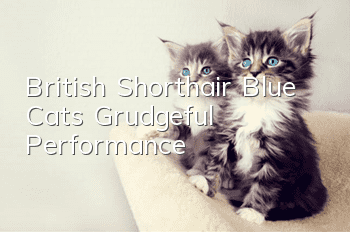 British Shorthair Blue Cat’s Grudgeful Performance
