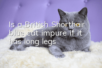 Is a British Shorthair blue cat impure if it has long legs?