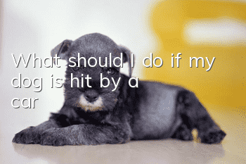 What should I do if my dog is hit by a car?
