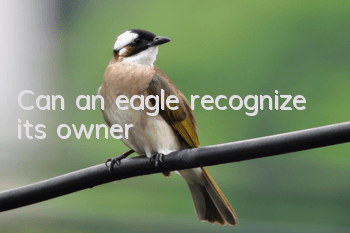 Can an eagle recognize its owner?
