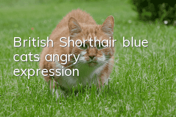 British Shorthair blue cat’s angry expression