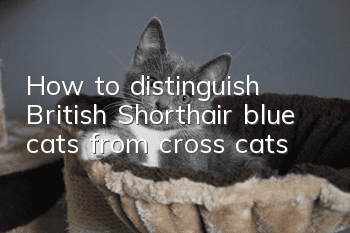 How to distinguish British Shorthair blue cats from cross cats