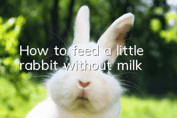 How to feed a little rabbit without milk?