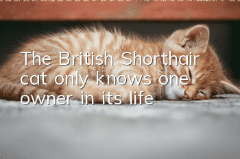 The British Shorthair cat only knows one owner in its life