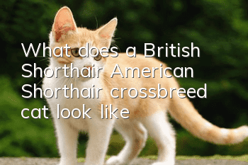 What does a British Shorthair American Shorthair crossbreed cat look like?