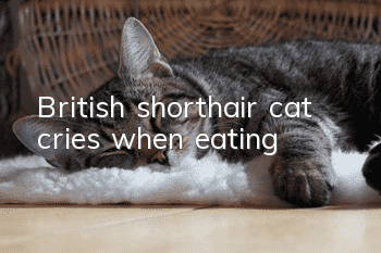 British shorthair cat cries when eating