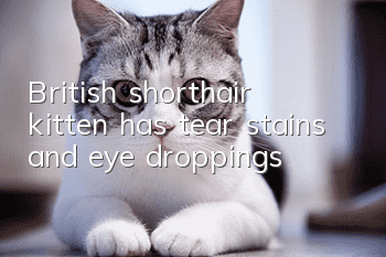 British shorthair kitten has tear stains and eye droppings