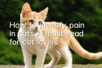 How to identify pain in cats? A must-read for cat lovers!