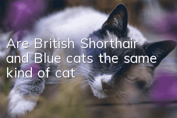 Are British Shorthair and Blue cats the same kind of cat?