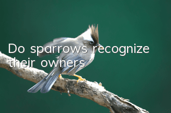 Do sparrows recognize their owners?