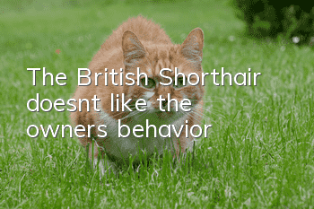 The British Shorthair doesn't like the owner's behavior