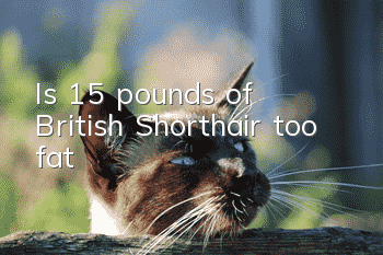 Is 15 pounds of British Shorthair too fat?