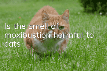 Is the smell of moxibustion harmful to cats?