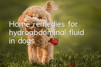Home remedies for hydroabdominal fluid in dogs