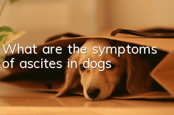 What are the symptoms of ascites in dogs?