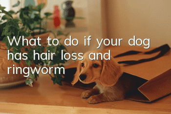 What to do if your dog has hair loss and ringworm