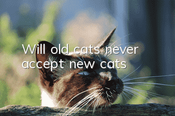 Will old cats never accept new cats?