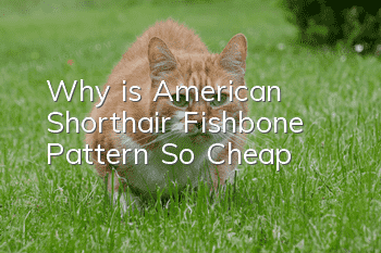 Why is American Shorthair Fishbone Pattern So Cheap?