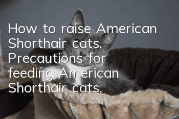 How to raise American Shorthair cats. Precautions for feeding American Shorthair cats.