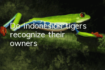 Do Indonesian tigers recognize their owners?