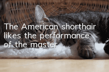 The American shorthair likes the performance of the master