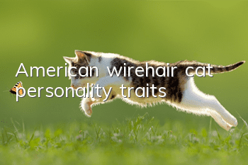 American wirehair cat personality traits