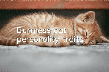 Burmese cat personality traits