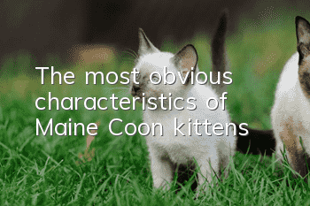 The most obvious characteristics of Maine Coon kittens