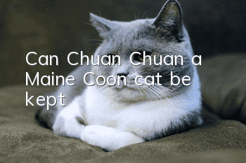 Can Chuan Chuan, a Maine Coon cat, be kept?
