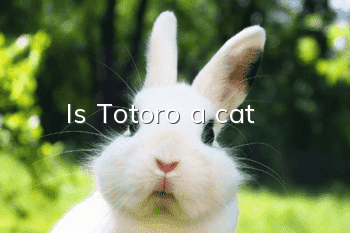 Is Totoro a cat?