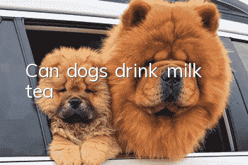 Can dogs drink milk tea?
